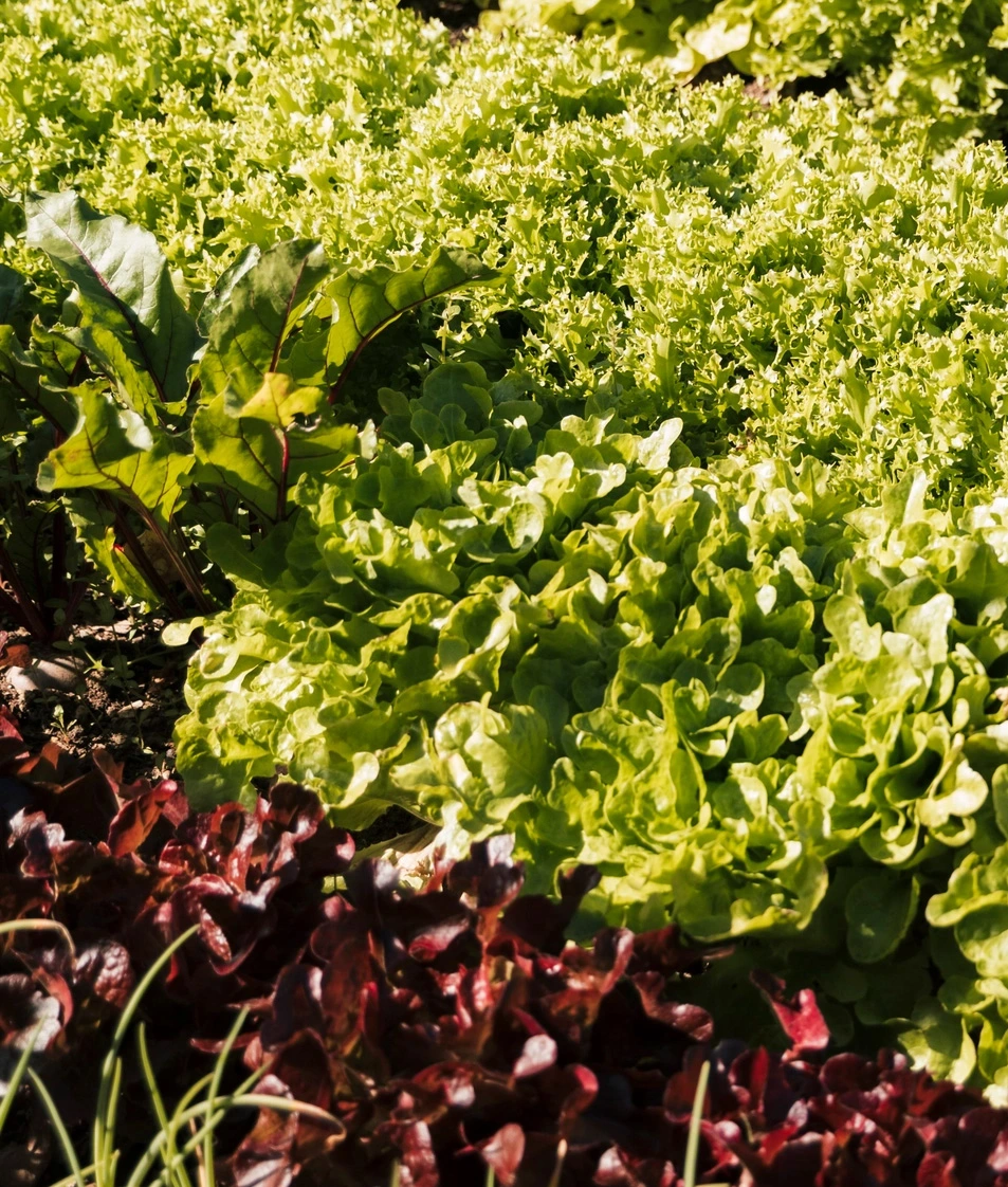 A garden with different kinds of lettuce
